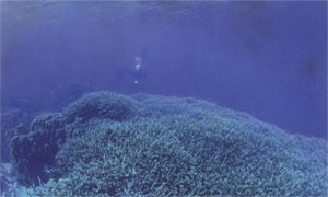 海底の珪藻土